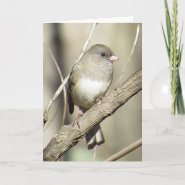 Dunkel-mit Augen Junco-Gruß-Karte Karte (Vorderseite)