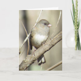 Dunkel-mit Augen Junco-Gruß-Karte Karte