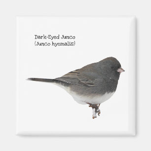 dunkel-Mit Augen Junco Magnet