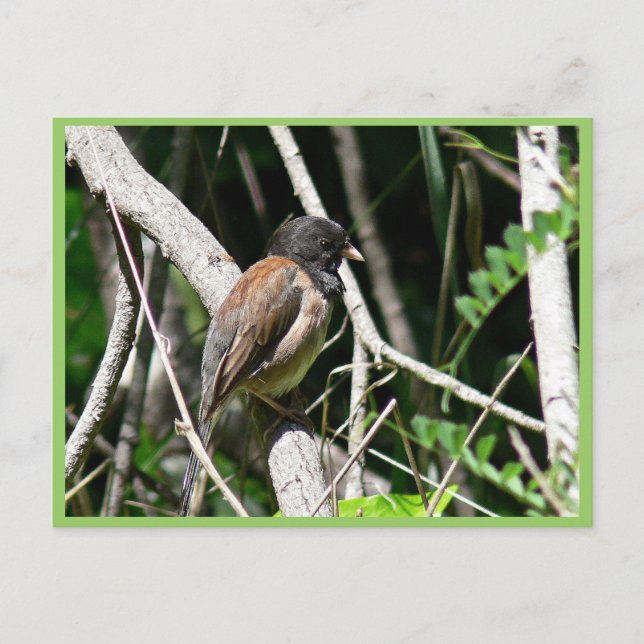 dunkel-mit Augen Junco Postkarte (Vorderseite)