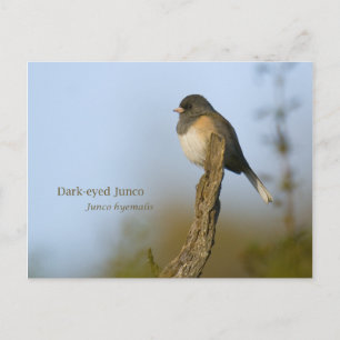 dunkel-mit Augen Junco Postkarte