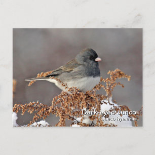 Dunkel-mit Augen Junco-Postkarte Postkarte