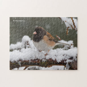 Dunkel-Mit Augen Junco Sparrow Songbird auf dem Sc