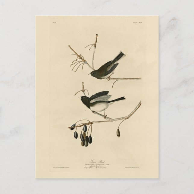Dunkel-mit Augen Junco - von Audubons Vögeln in Am Postkarte (Vorderseite)