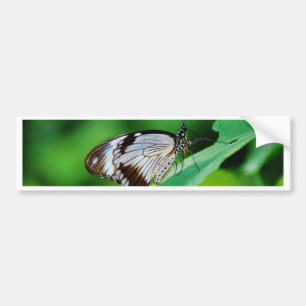Dunkelbraun und Grauschmetterling Autoaufkleber