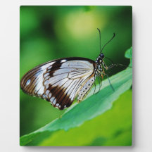 Dunkelbraun und Grauschmetterling