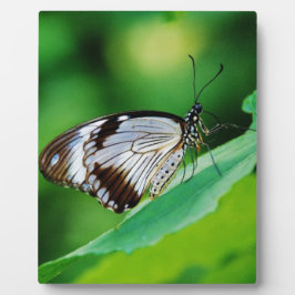 Dunkelbraun und Grauschmetterling Fotoplatte
