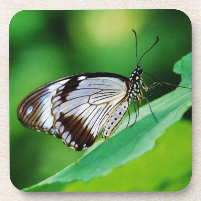 Dunkelbraun und Grauschmetterling Getränkeuntersetzer (Vorderseite)