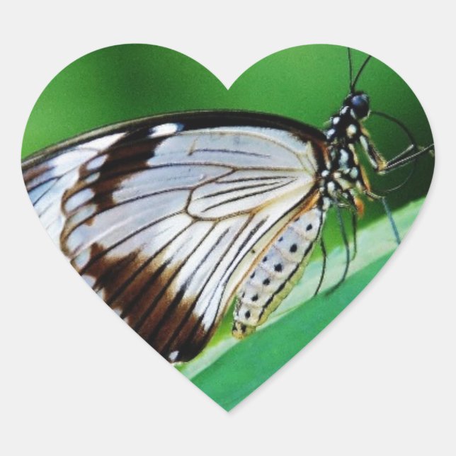 Dunkelbraun und Grauschmetterling Herz-Aufkleber (Vorderseite)