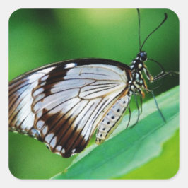 Dunkelbraun und Grauschmetterling Quadratischer Aufkleber