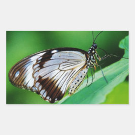 Dunkelbraun und Grauschmetterling Rechteckiger Aufkleber