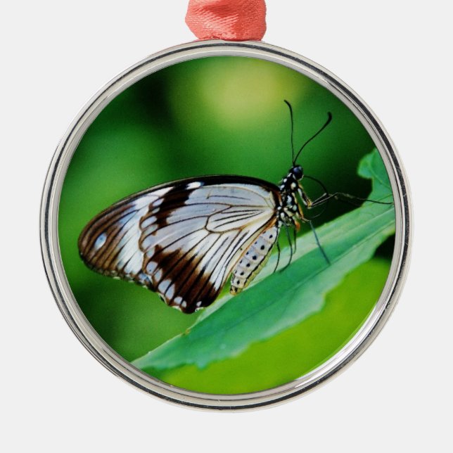 Dunkelbraun und Grauschmetterling Silbernes Ornament (Vorne)
