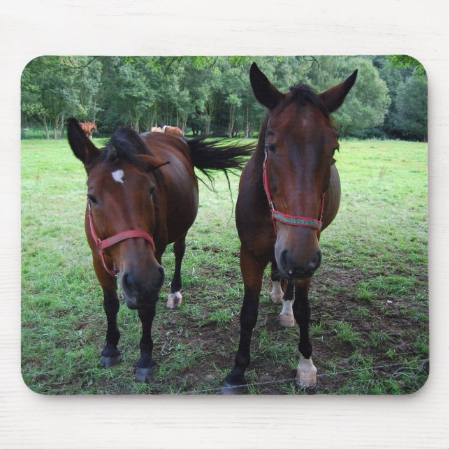 Dunkelbraune Pferde auf Weide Mousepad (Vorne)