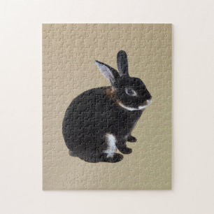 Dunkelbraune und weiße Mini-Rex-Kaninchen