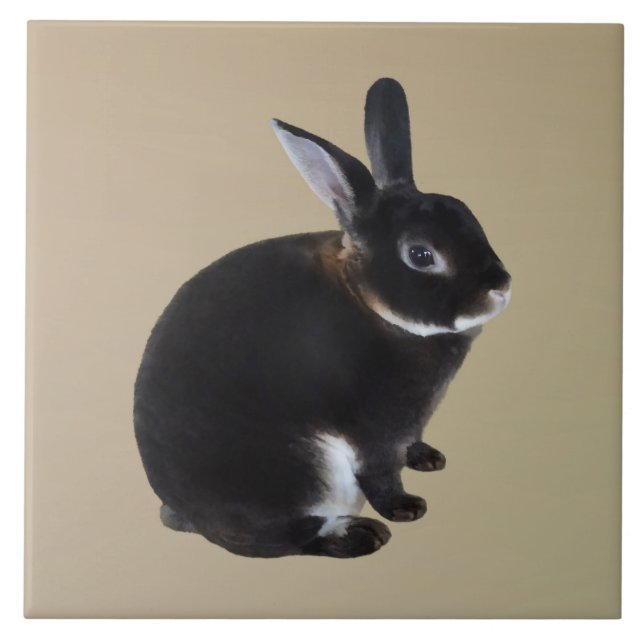 Dunkelbraune und weiße Mini-Rex-Kaninchen Fliese (Vorderseite)