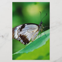 Dunkelbrauner und grauer Schmetterling