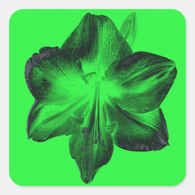 Dunkelgrün auf hellgrünen Amaryllis Quadratischer Aufkleber (Vorderseite)