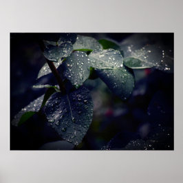 Dunkelgrüne Blätter und Regentropfen Poster