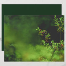 Dunkelgrüne Wald Scrapbook Papier
