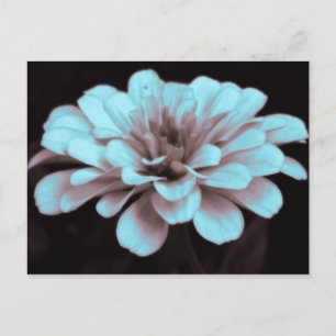 Dunkelharz, subtil getöntes Zinnia-Foto Postkarte
