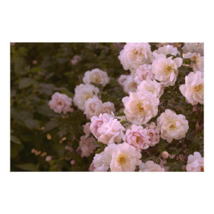Dunkelromantische Rose Fotodruck