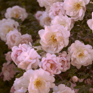 Dunkelromantische Rose Postkarte