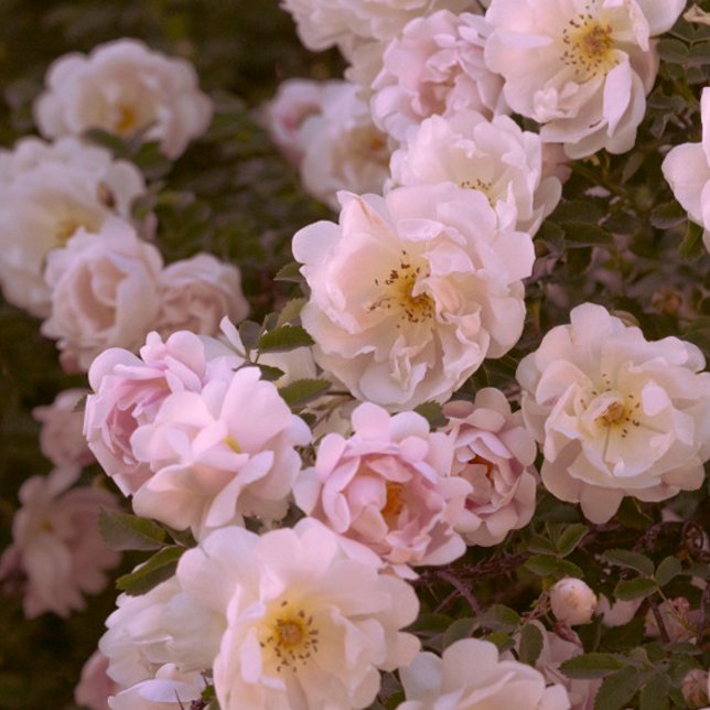 Dunkelromantische Rose Postkarte (Von Creator hochgeladen)