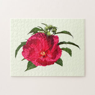 Dunkelrosa Hibiskus