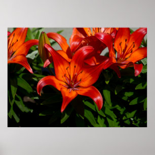 Dunkelrosa Orange Lily Poster
