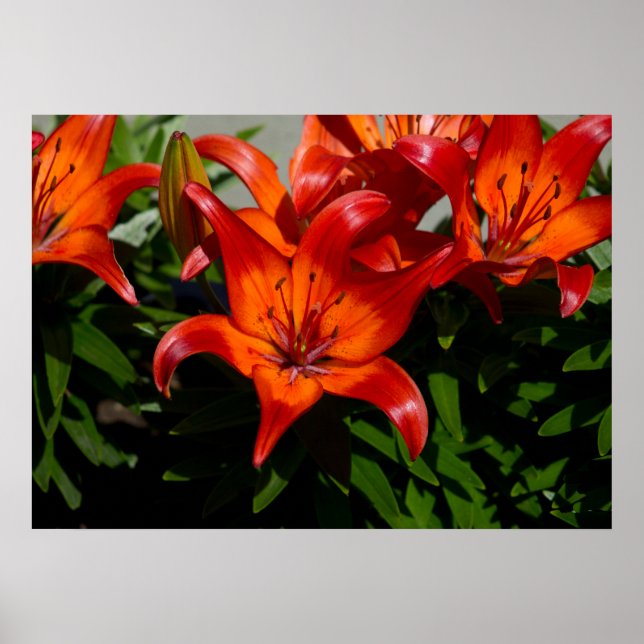 Dunkelrosa Orangefarbene Lilie Poster (Vorne)