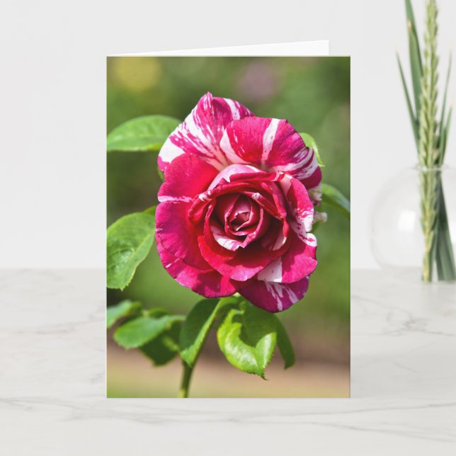 Dunkelrosa und Weißgestrichene Rose Karte (Vorderseite)