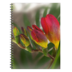 Dunkelrot-Freesie Notizblock