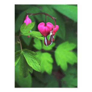 Dunkle Blutung Herz-Blume Fotodruck
