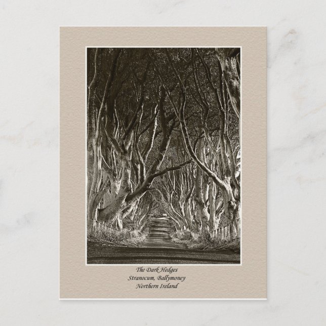 Dunkle Hecken, Stranocum, Ballymoney NI Postkarte (Vorderseite)