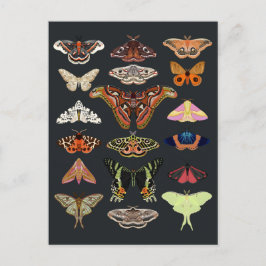 Dunkle Kernmotten Postkarte