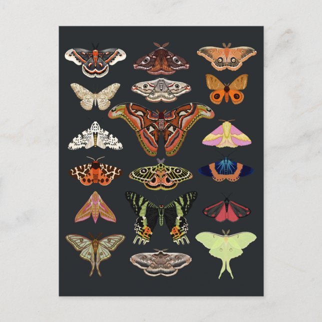 Dunkle Kernmotten Postkarte (Vorderseite)