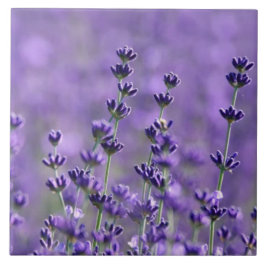 Dunkle Lila Lavendel-Blume Fliese