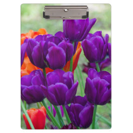 Dunkle lila Tulpen an einem sonnigen Tag im Garten Klemmbrett