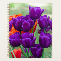 Dunkle lila Tulpen an einem sonnigen Tag im Garten