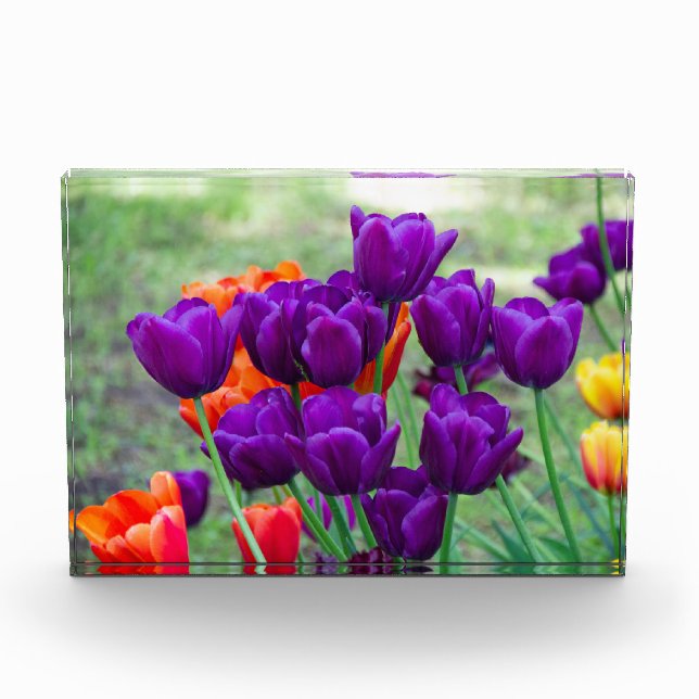 Dunkle lila Tulpen Fotoblock (Vorderseite)