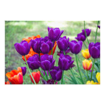 Dunkle lila Tulpen