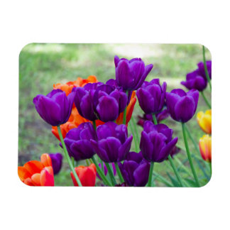 Dunkle lila Tulpen Magnet