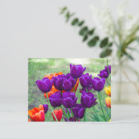 Dunkle lila Tulpen