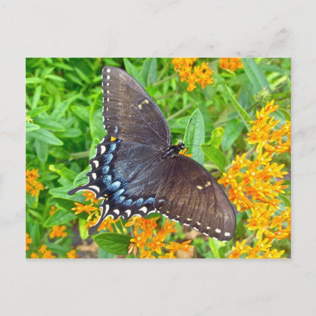 Dunkle Phase Tiger Frack Butterfly Items Postkarte (Vorderseite)