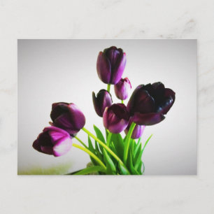 Dunkle Purpur Tulpen Postkarte