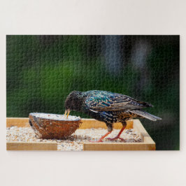 Dunkler Feathered Bird isst Kokosnuss