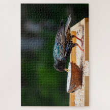 Dunkler Feathered Bird isst Kokosnuss
