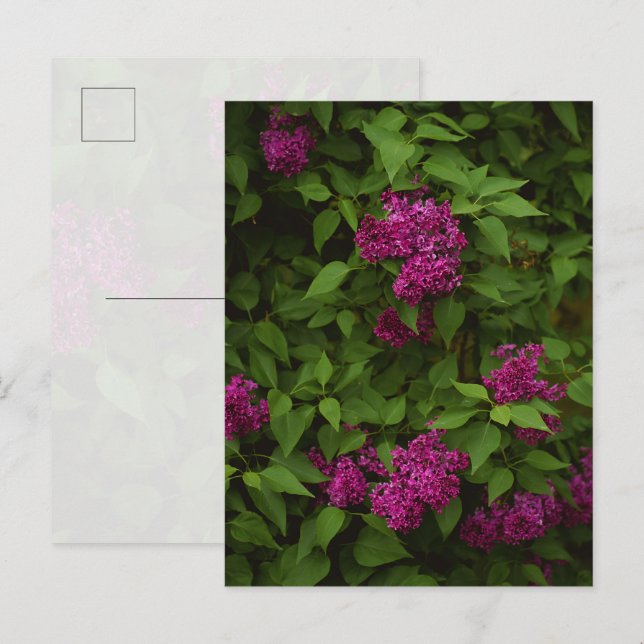 Dunkler Fliederbaum, Gruß Postkarte (Vorne/Hinten)