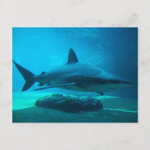 Dunkler Hai (Carcharhinus Obscurus), Ushaka Postkarte