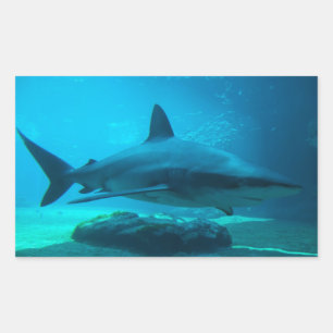 Dunkler Hai (Carcharhinus Obscurus), Ushaka Rechteckiger Aufkleber